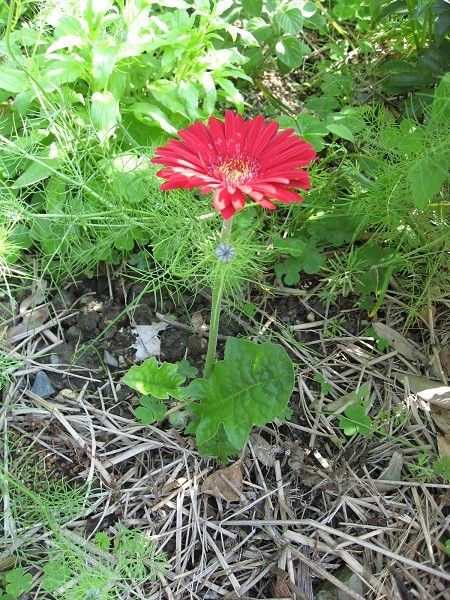 ネリネとツルバキア芽が出てきました