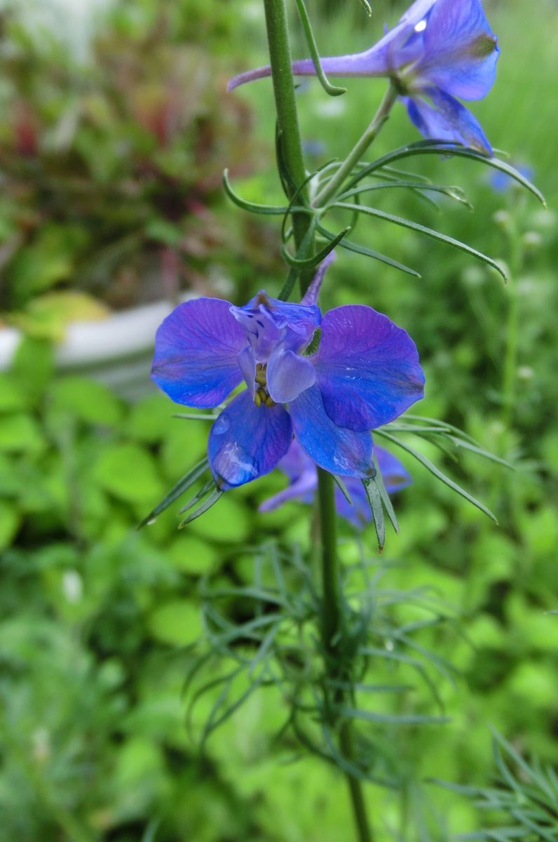 今日の庭から（いろいろなお花たち）