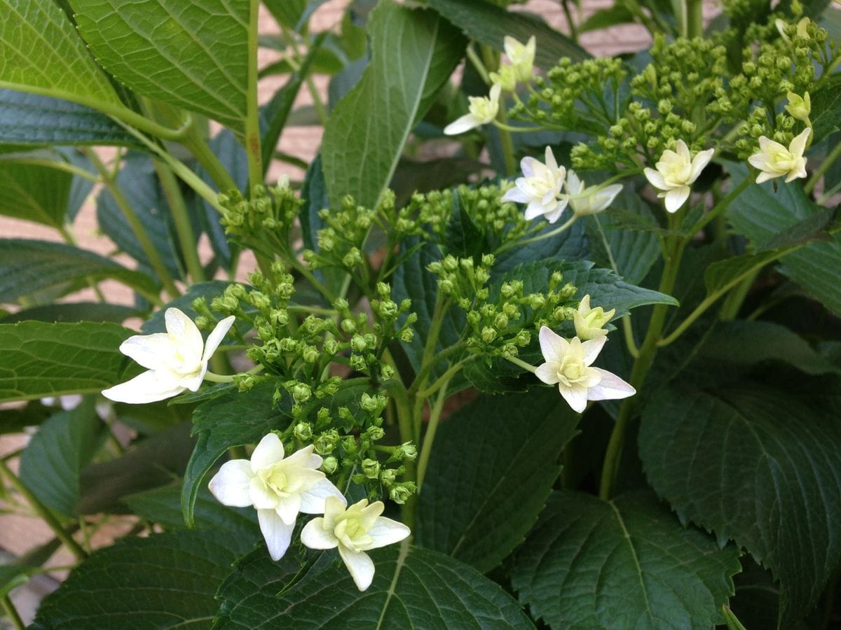 紫陽花、咲き始めました！