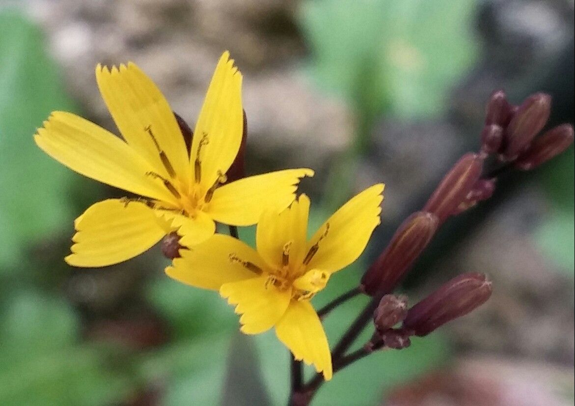 また、分からなくなりました(・・;)　今日咲いたお花