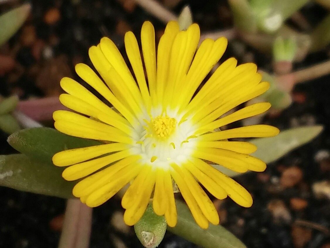 また、分からなくなりました(・・;)　今日咲いたお花