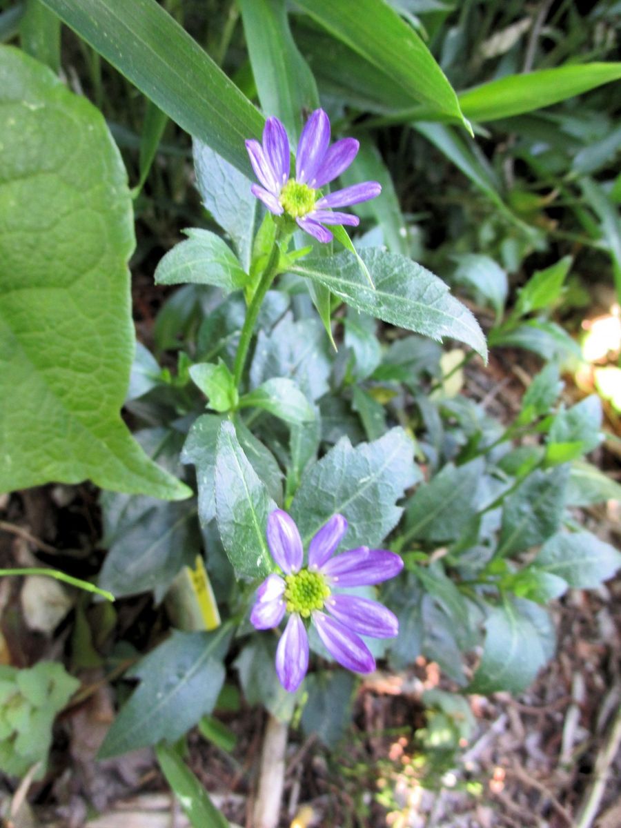 今日の花