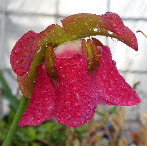 食虫植物のお花が咲いておりますよん。