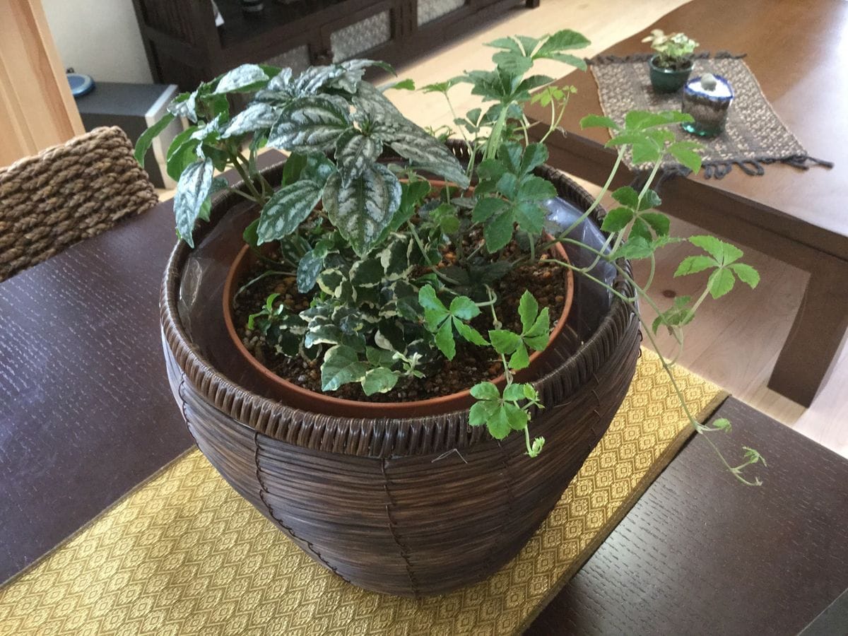 観察植物たち