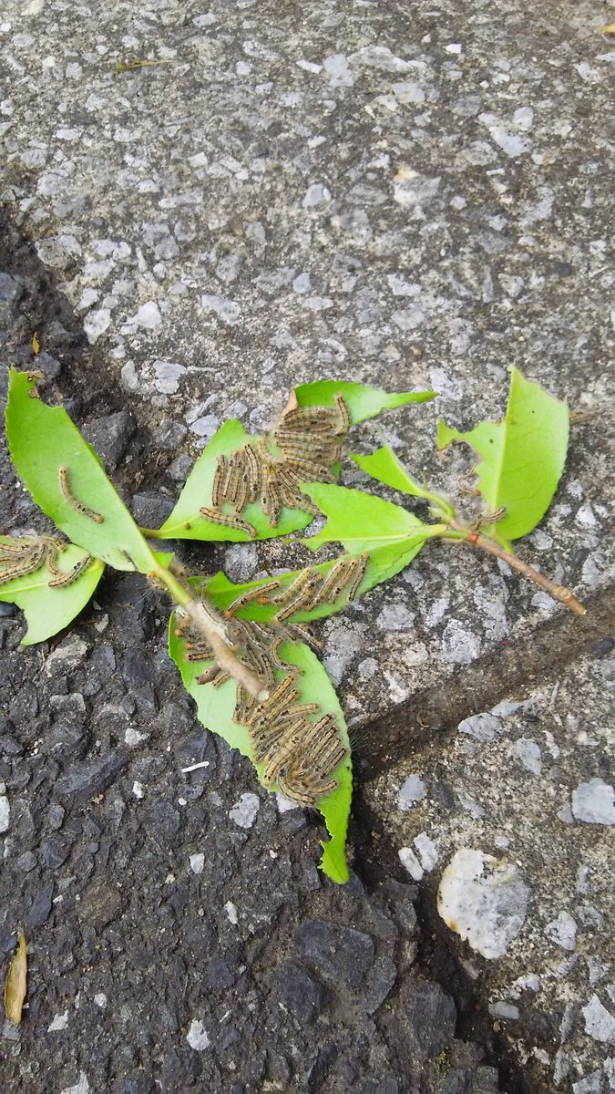 椿の木に付く虫？