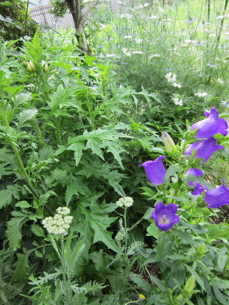 冬越ししたお花たち