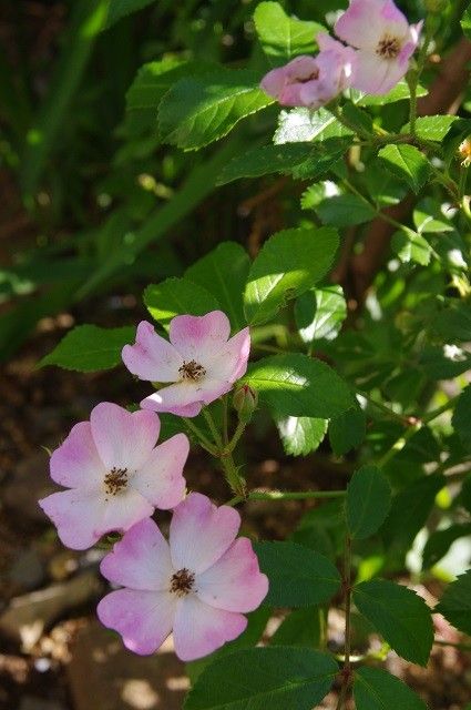 [i:146]薔薇が咲いた