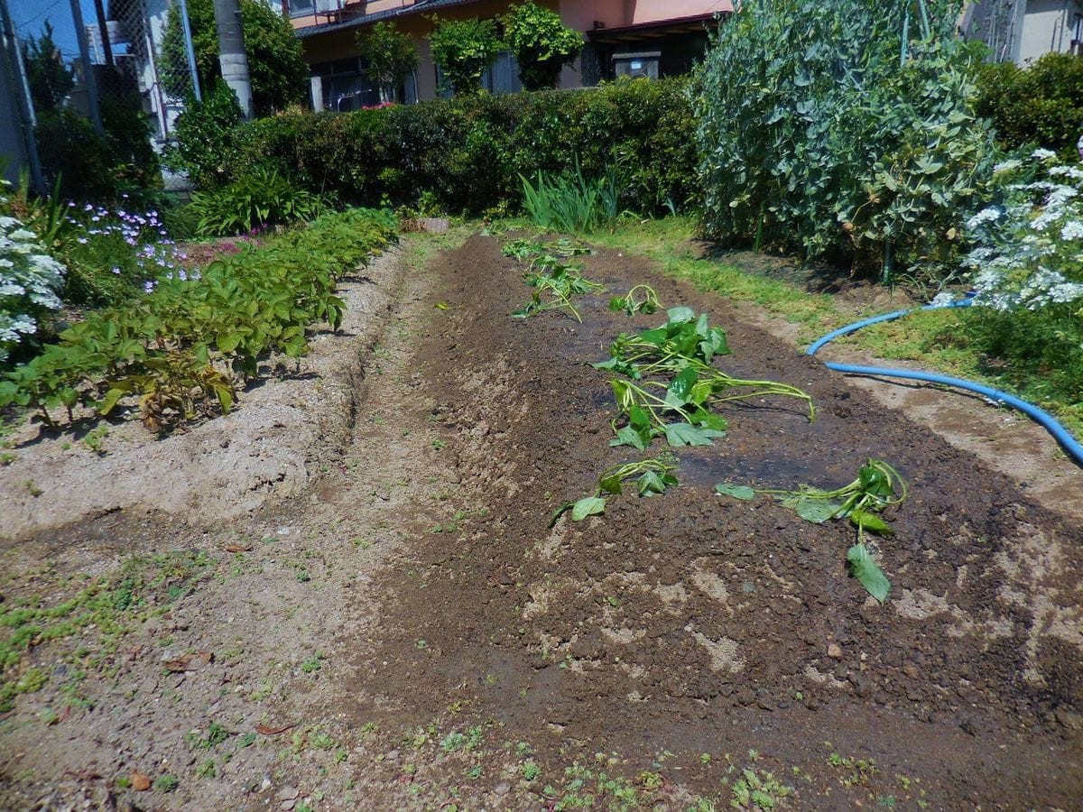 さつまいも植え込み・・・