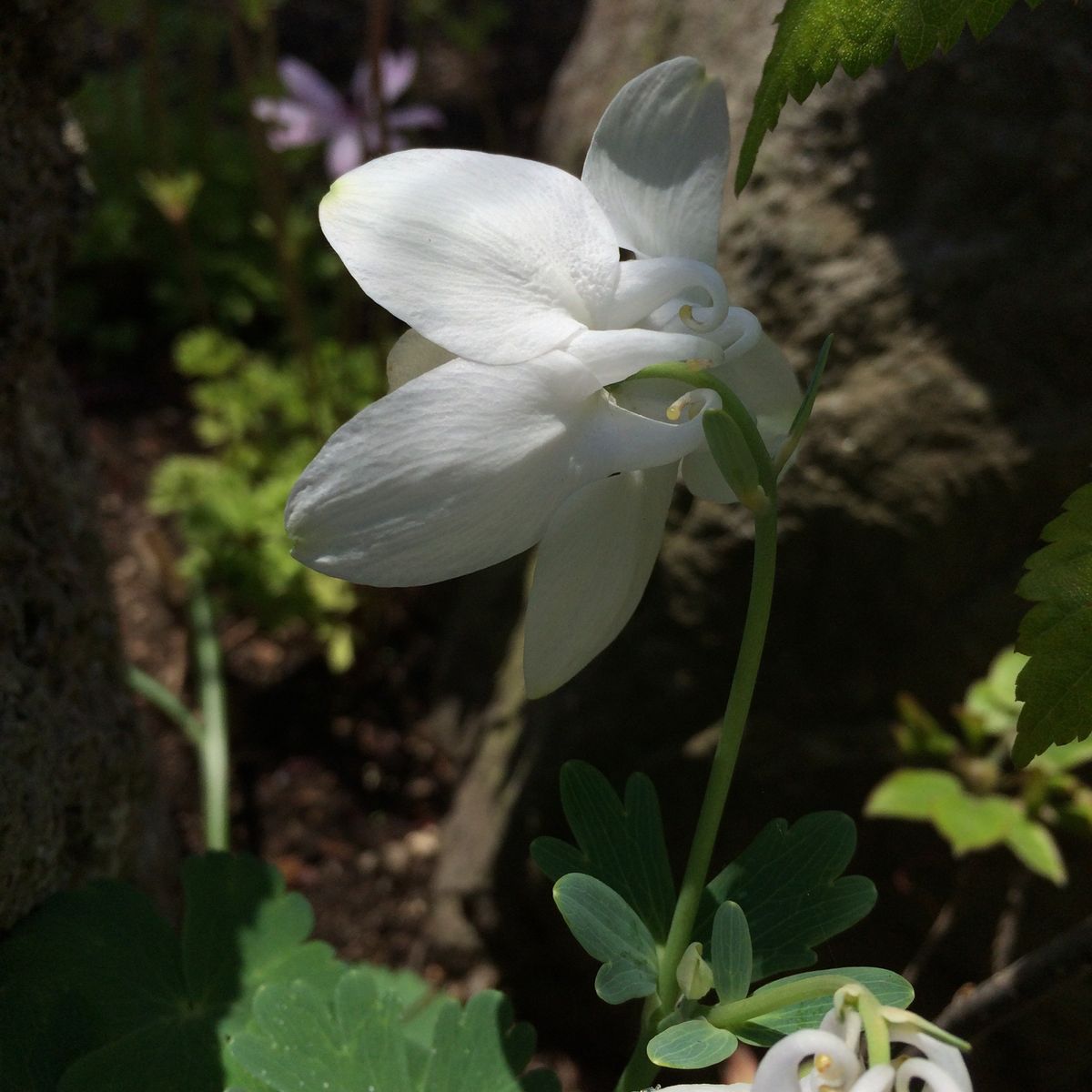 《深山苧環》