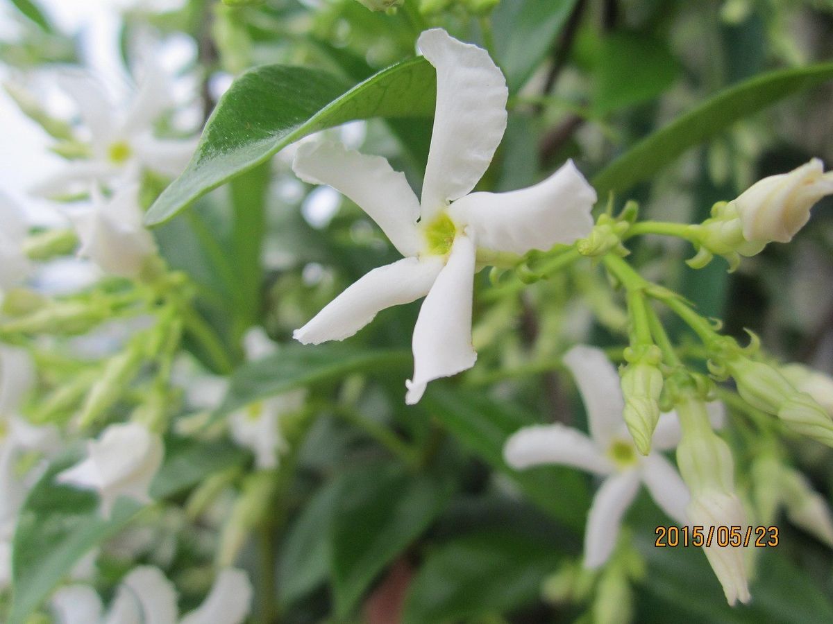 ♡毎年恒例の花達♡