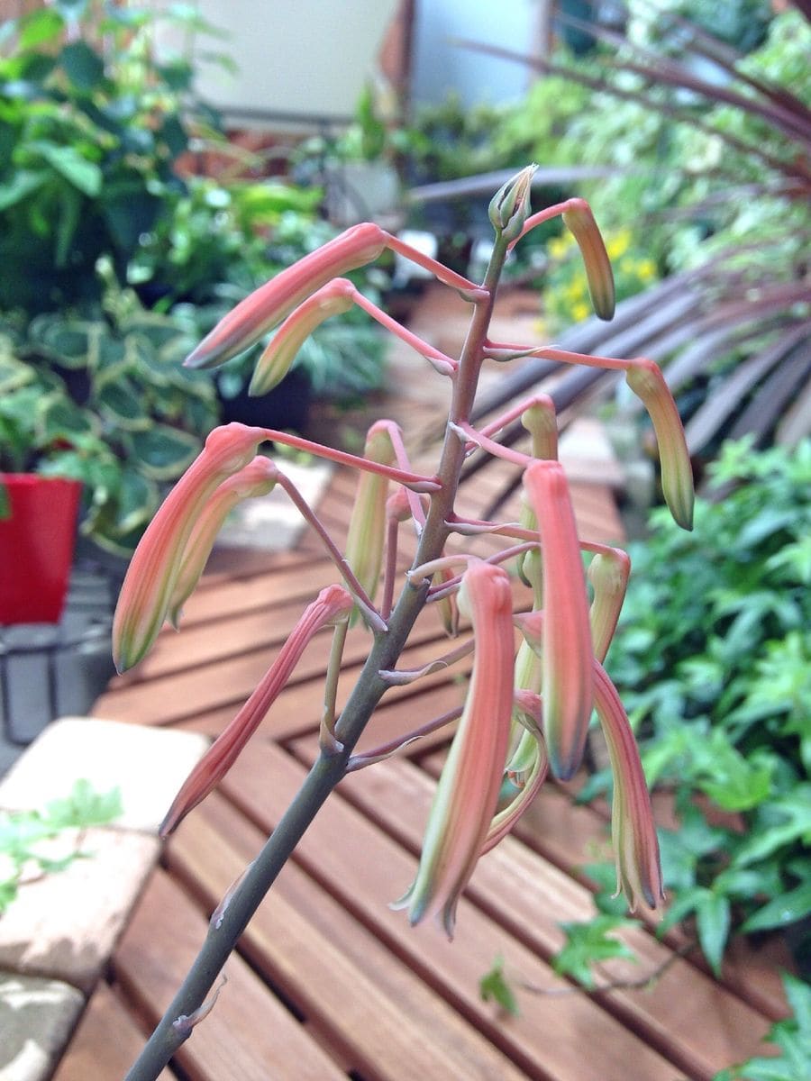 多肉植物の花と花芽