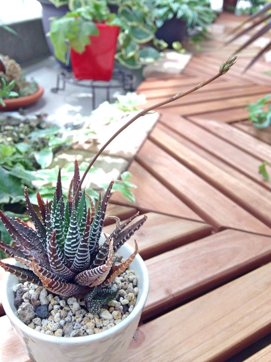 多肉植物の花と花芽