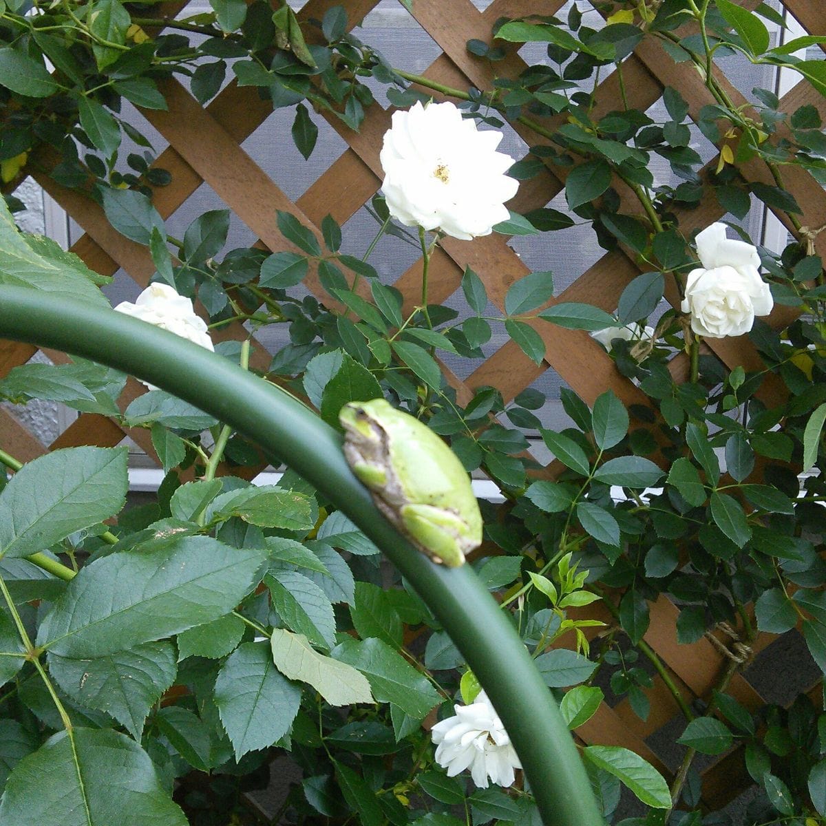 パピヨンと🐸ちゃん