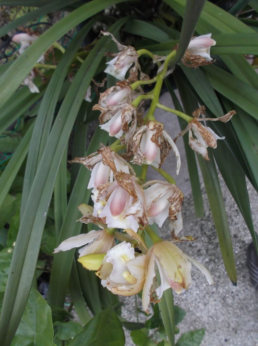 そう言えば、ユキノシタの花が咲いてたよん～