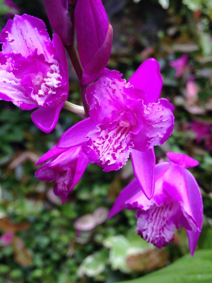 Dendrobium lindleyi