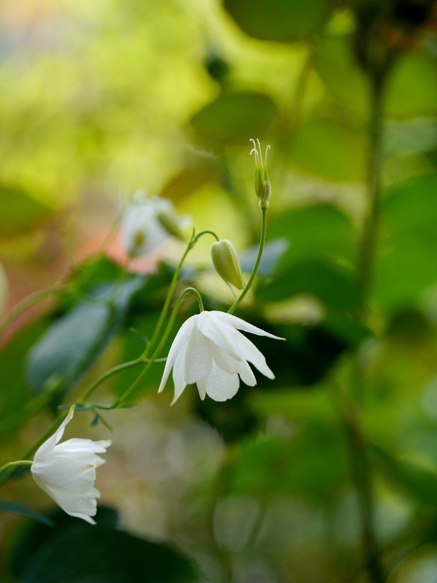 白いお花