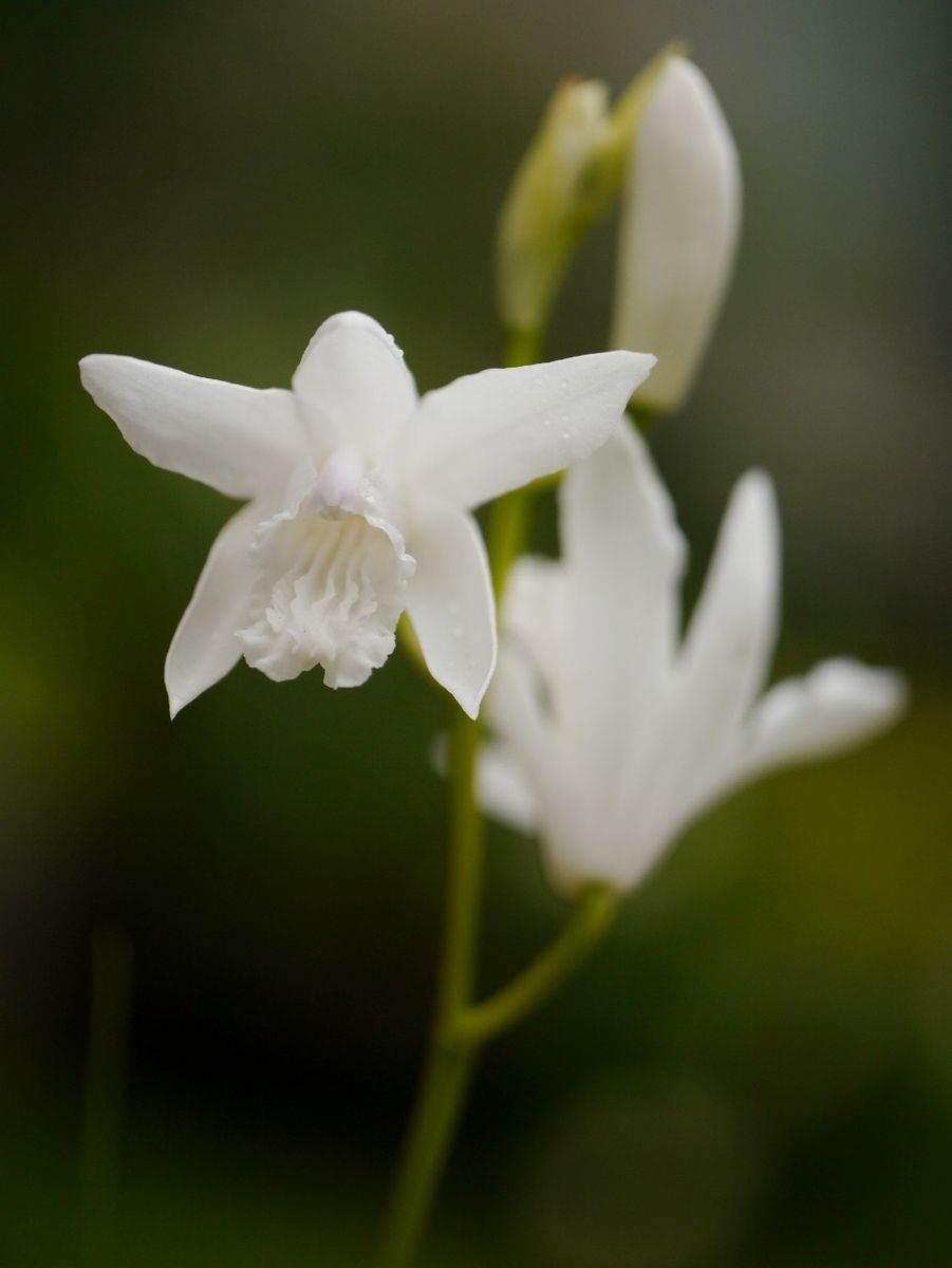 白いお花