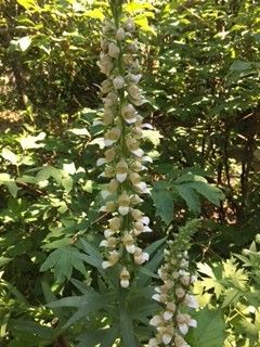 ジギタリス・除虫菊・梅花うつぎ