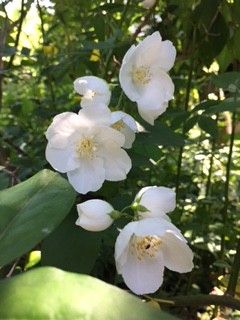 ジギタリス・除虫菊・梅花うつぎ