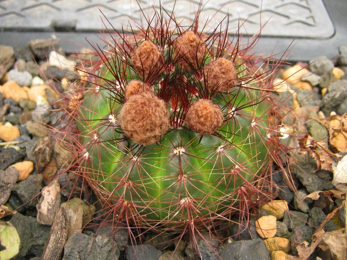 露地植えできるかな？