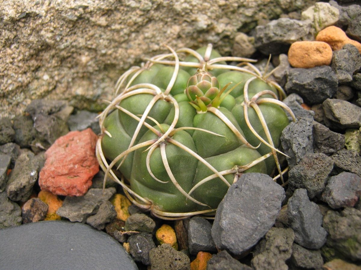 露地植えできるかな？