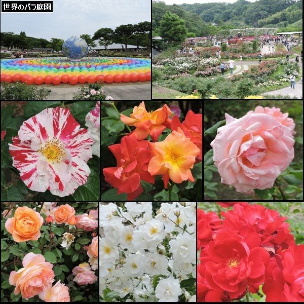 オフ会in岐阜県可児市花フェスタ2015