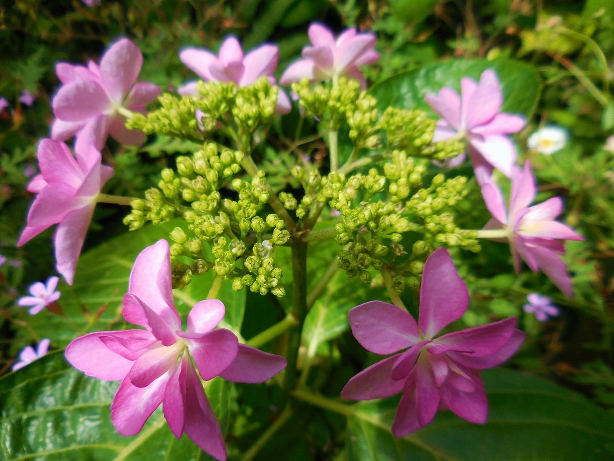 今日の花・・