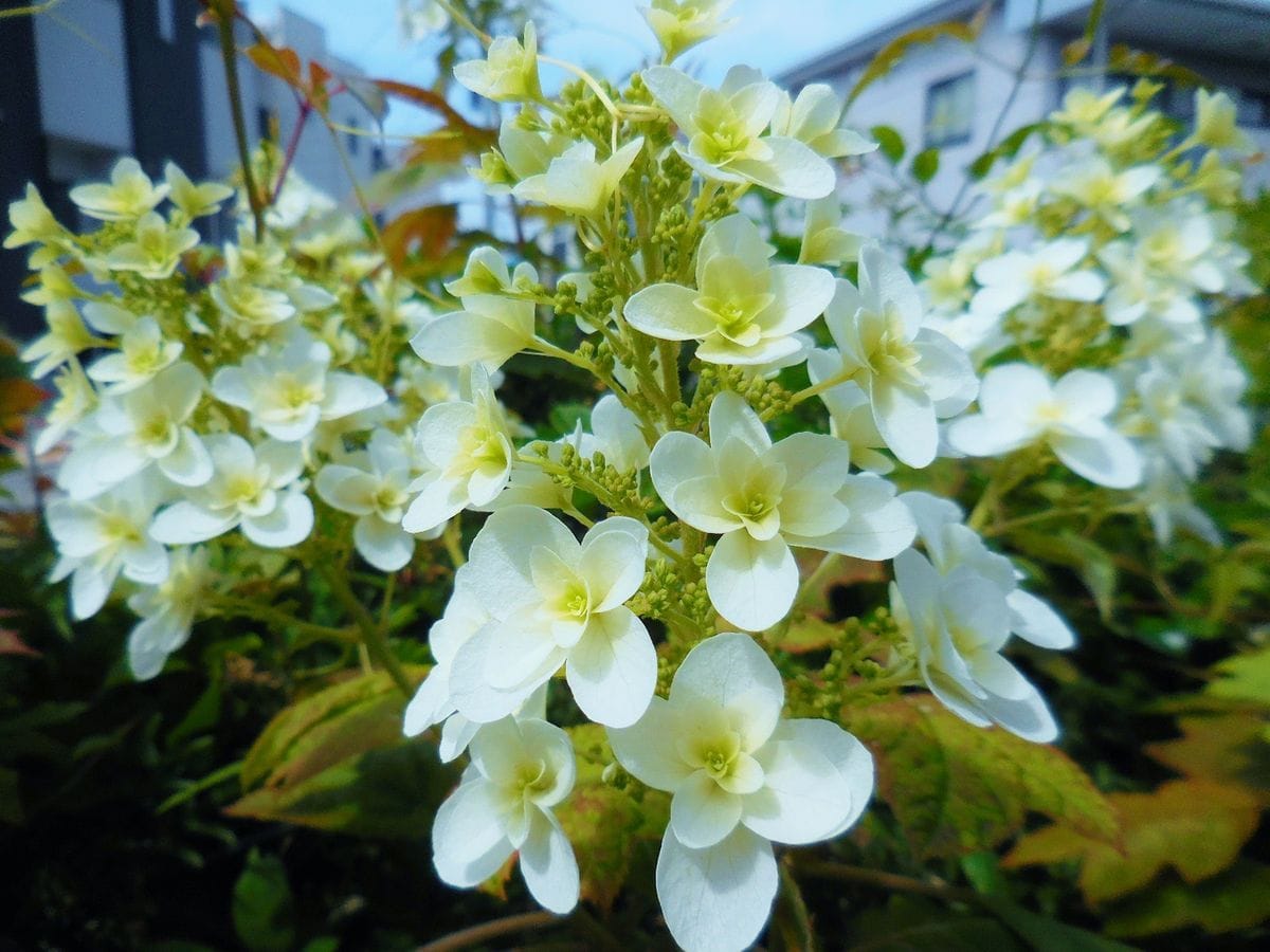 今日の花・・