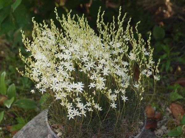 Ornithogalum juncifolium