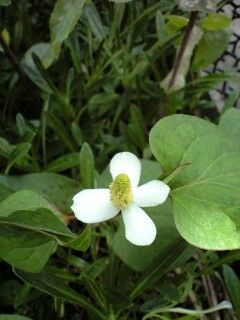 ☆小庭の鼻つまみもの☆