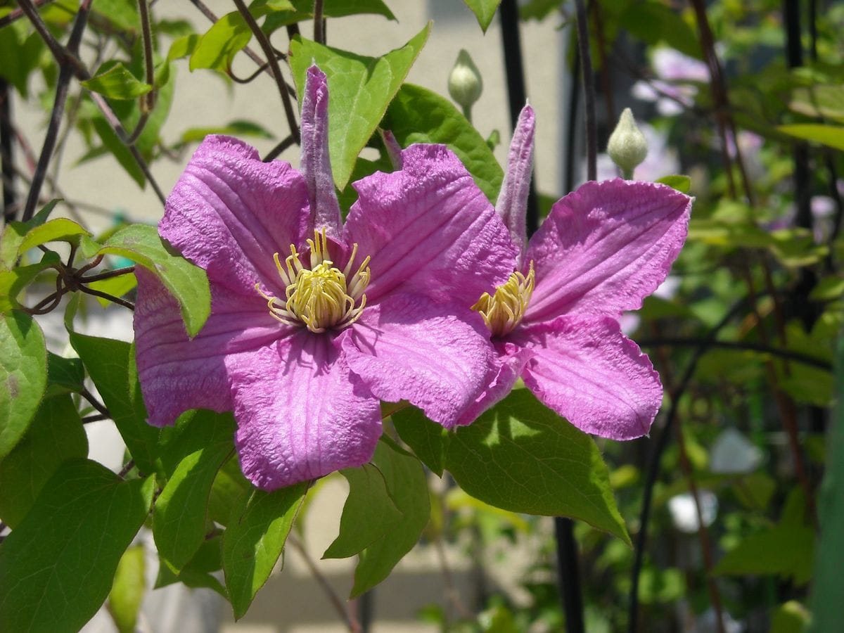 クレマチス・開花報告　その１