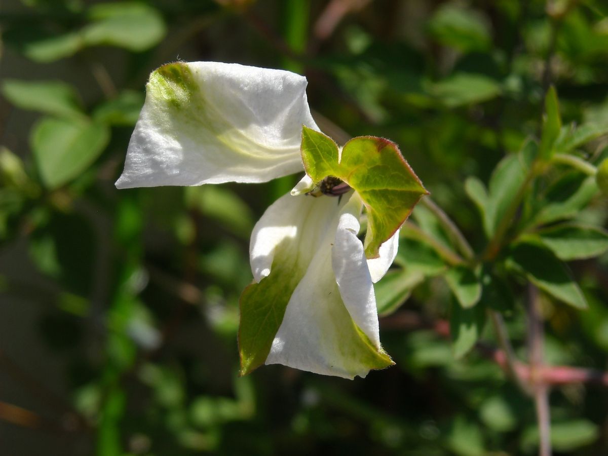 クレマチス・開花報告　その２