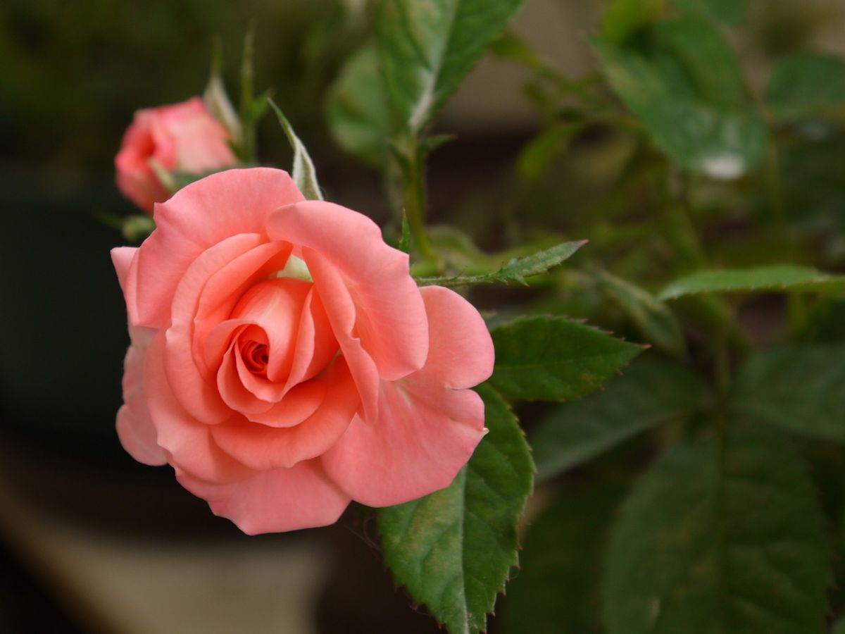 ふうせんかずらの芽がでた。