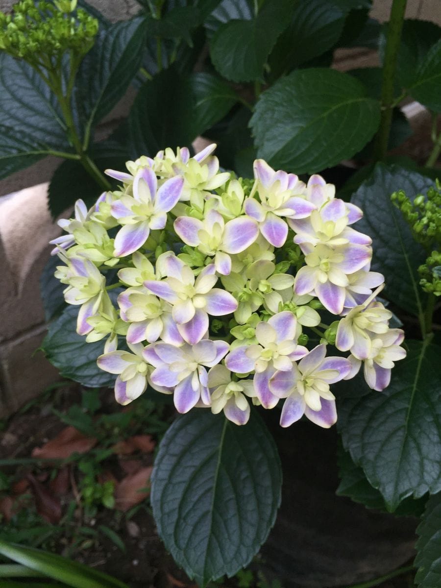 アジサイ万華鏡開花日記