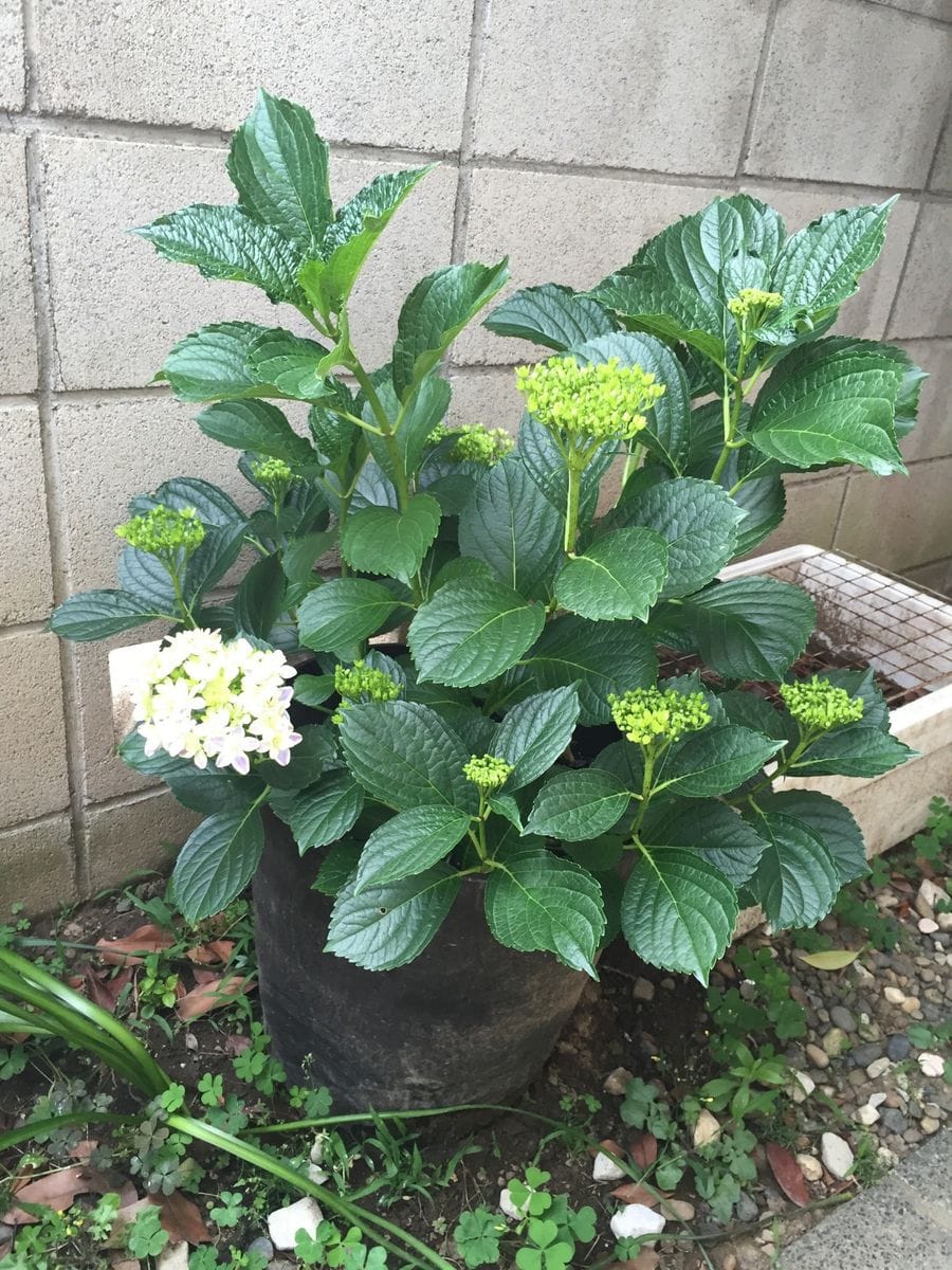 アジサイ万華鏡開花日記