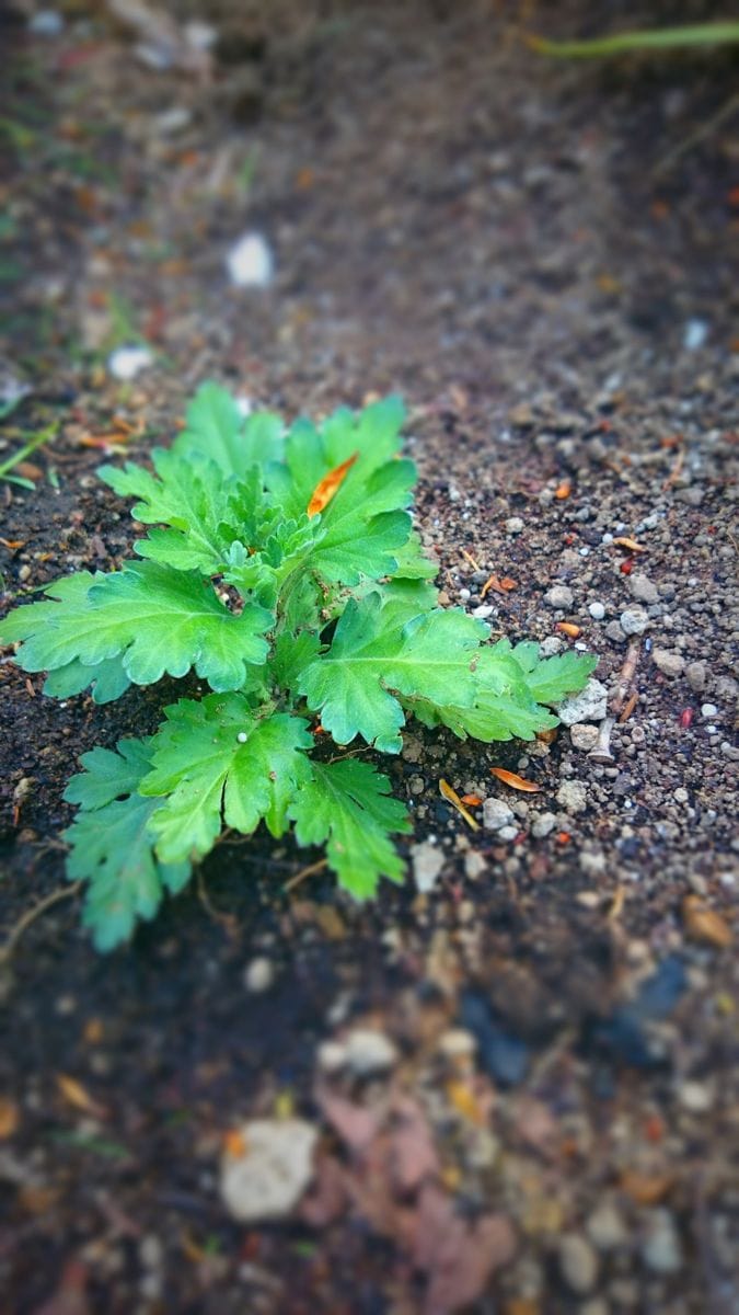 食用菊を植えました！