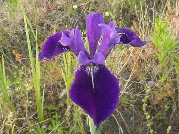 カキツバタのような