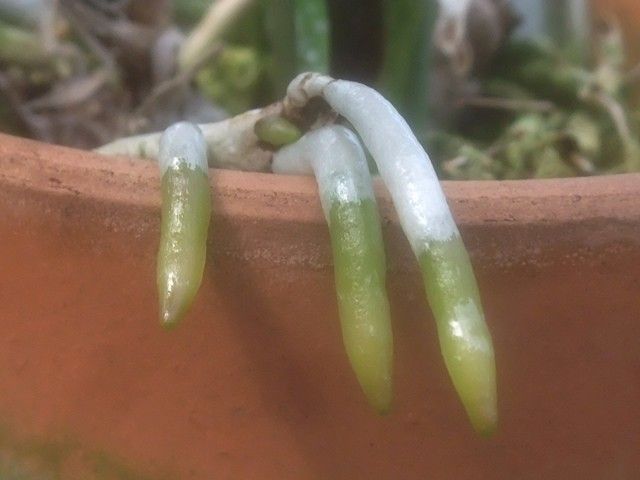 デンドロの茎挿しほか