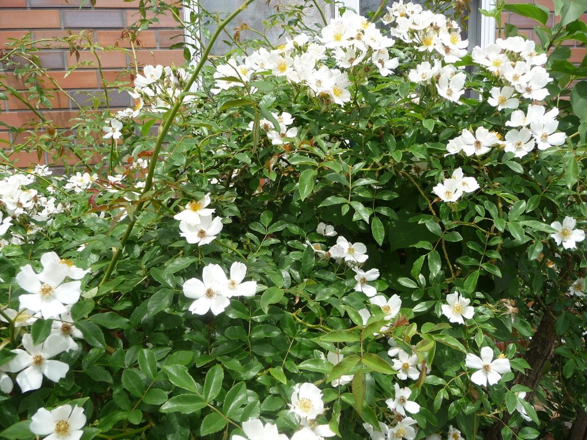 今日の薔薇と珍客