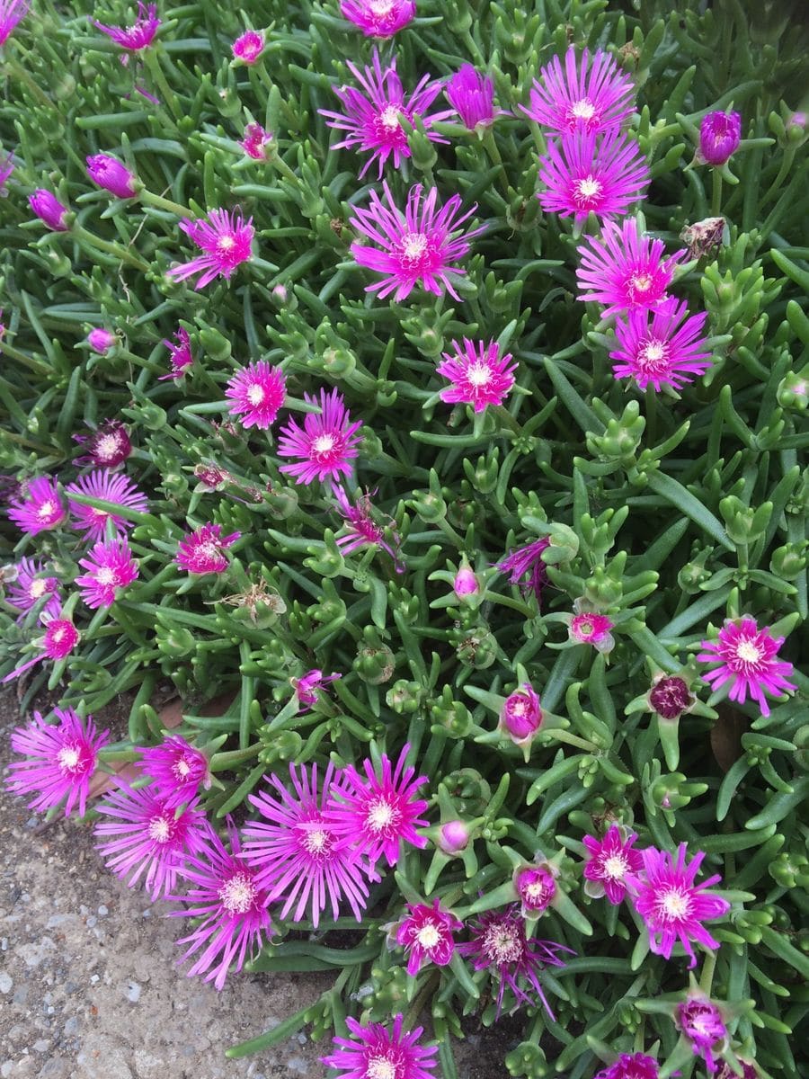 わが家の花達