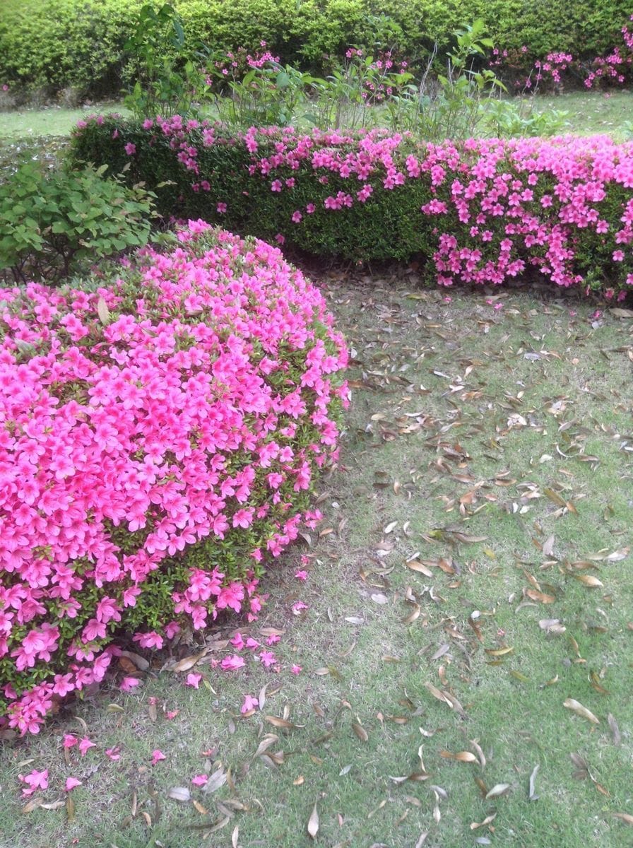 この花が無いと寂しいだろうな！  通勤路