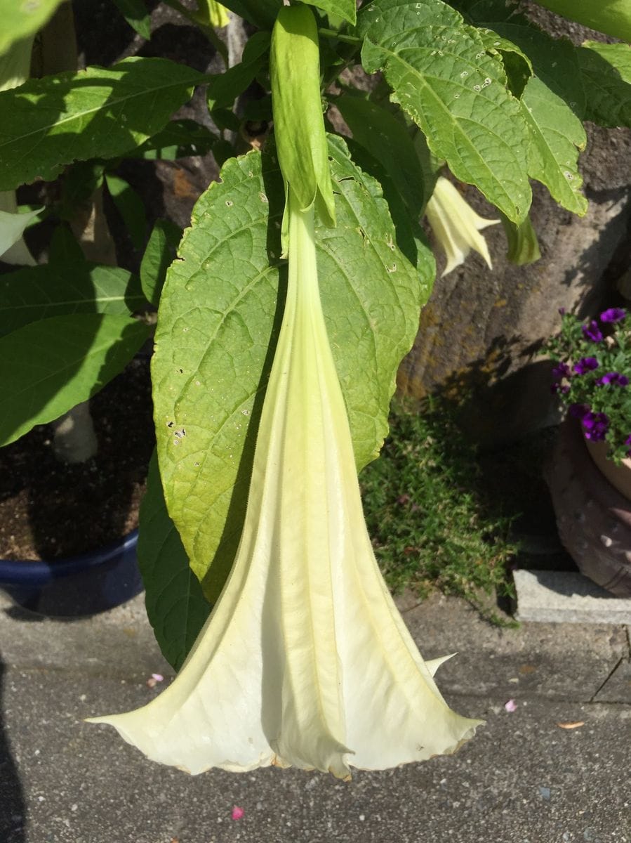 エンゼルトランペットの花が咲きました