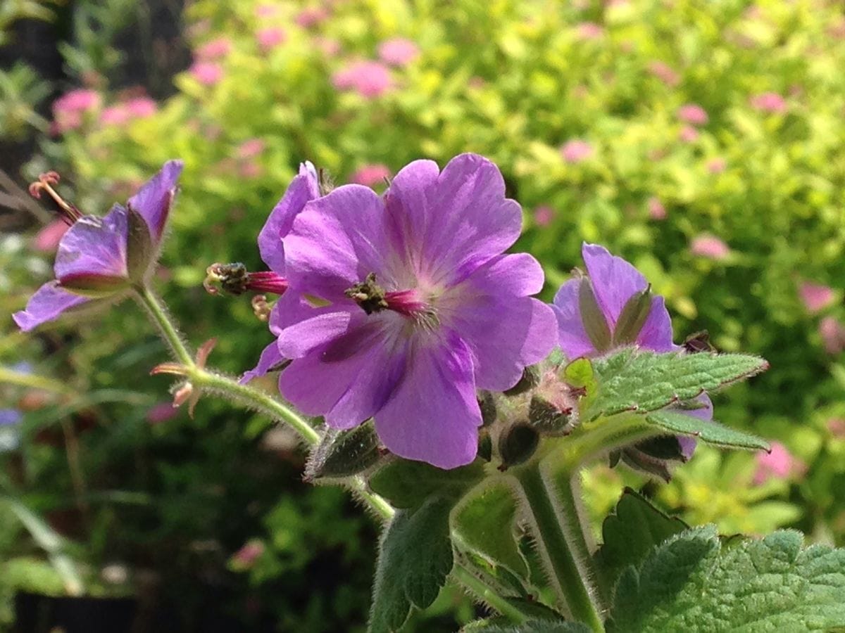 Geranium platyanthum