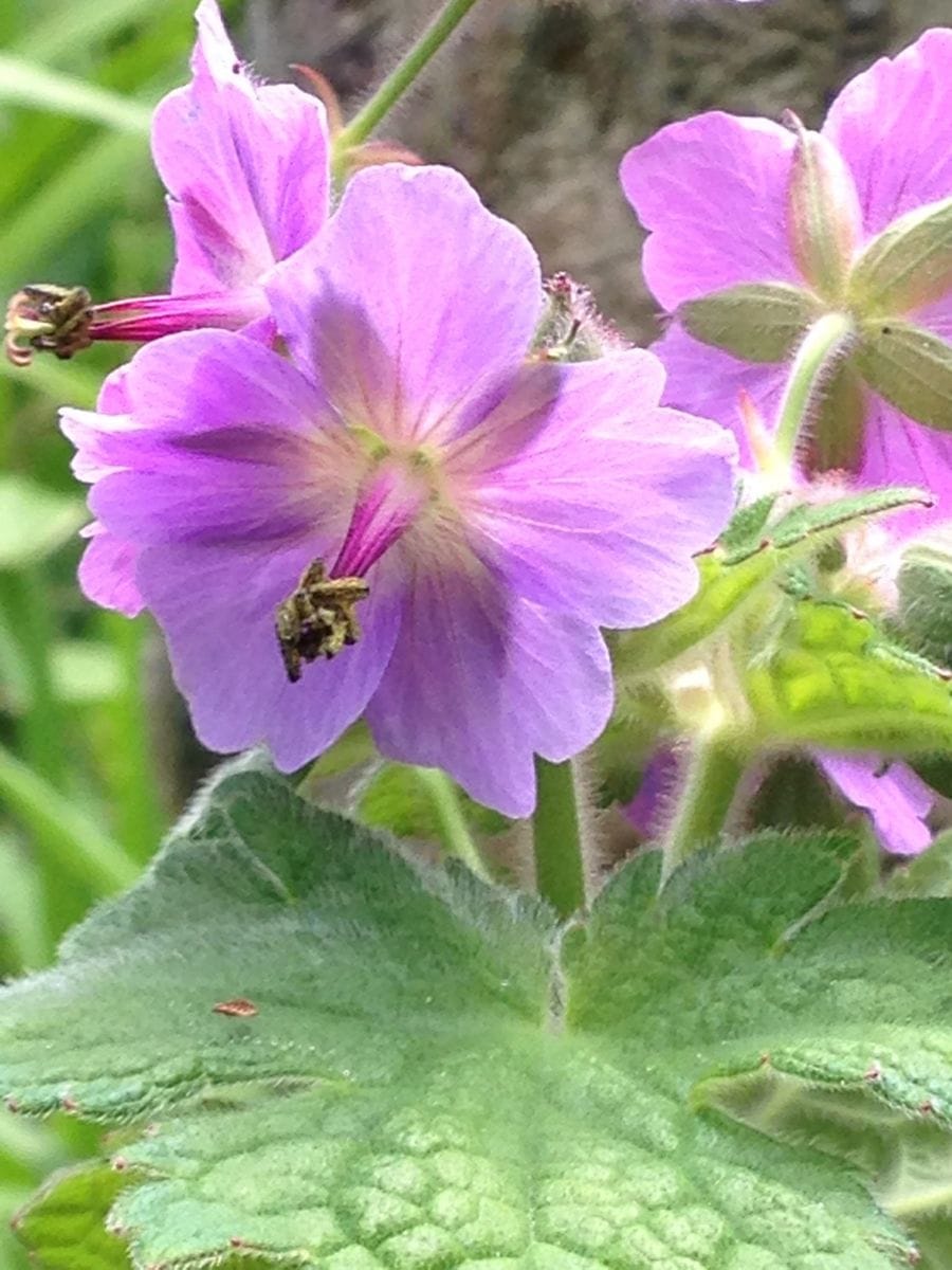 Geranium platyanthum