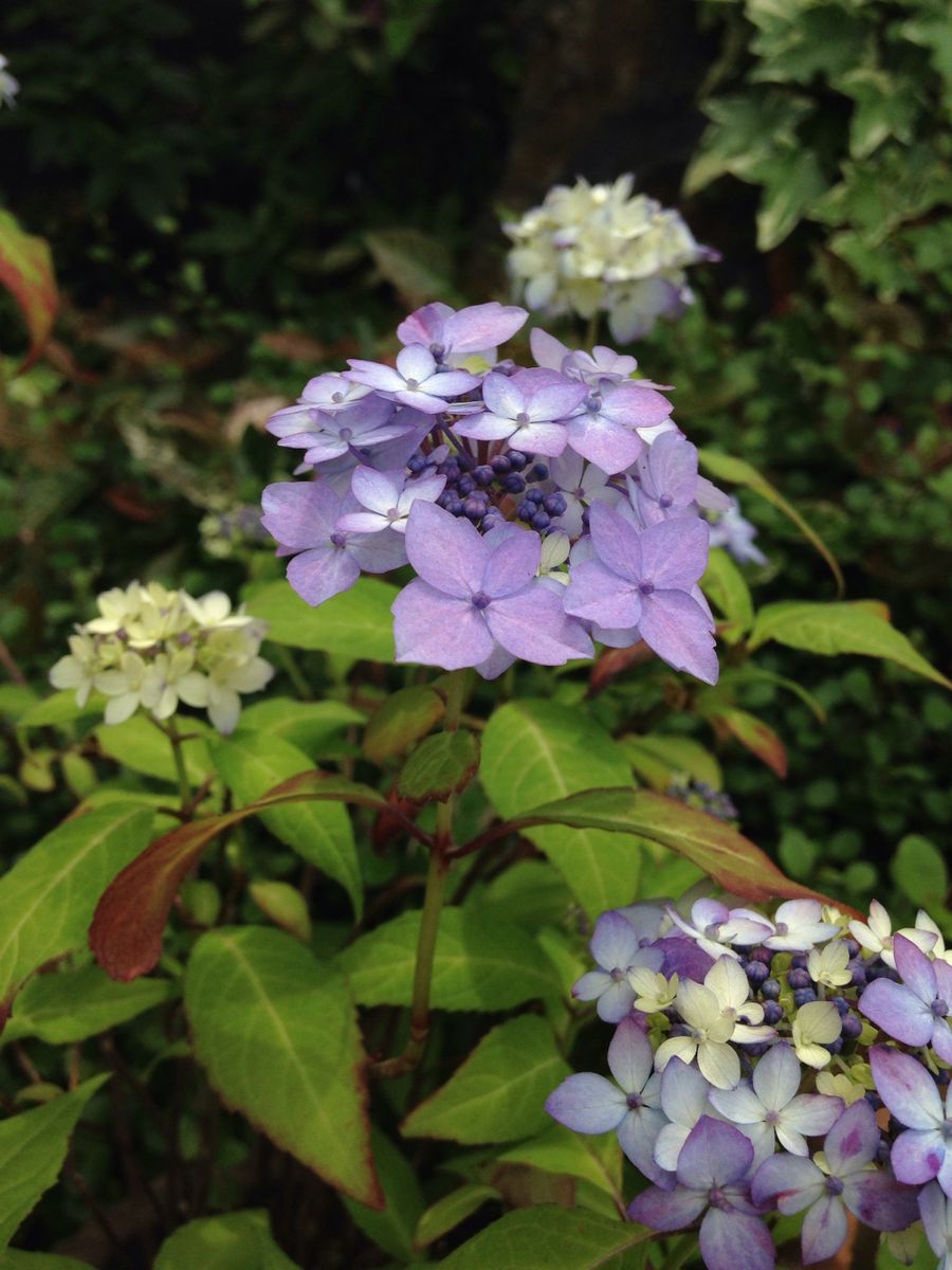 Geranium platyanthum