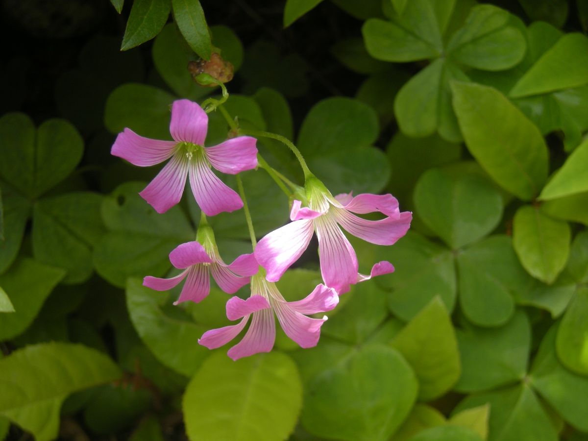 庭に咲いた花