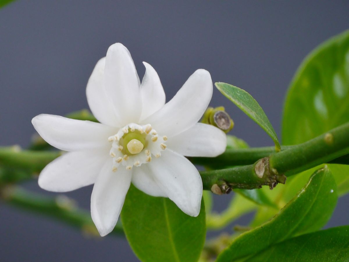 キンカンの花が咲き始めました