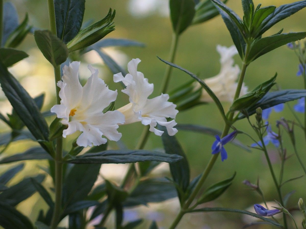 木立ミムラス　白花