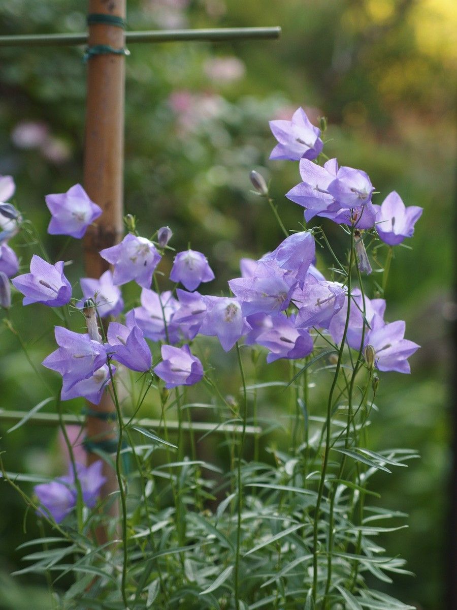 木立ミムラス　白花