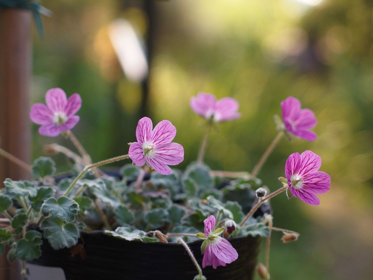 木立ミムラス　白花